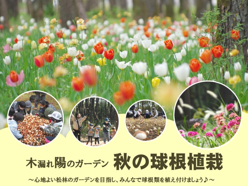 宮崎市イベント 木漏れ陽のガーデン 秋の球根植栽 国際海浜エントランスプラザ 画像1