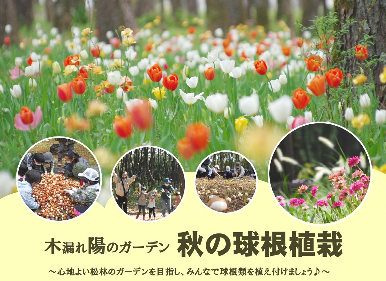 宮崎市イベント 木漏れ陽のガーデン 秋の球根植栽 国際海浜エントランスプラザ 画像1