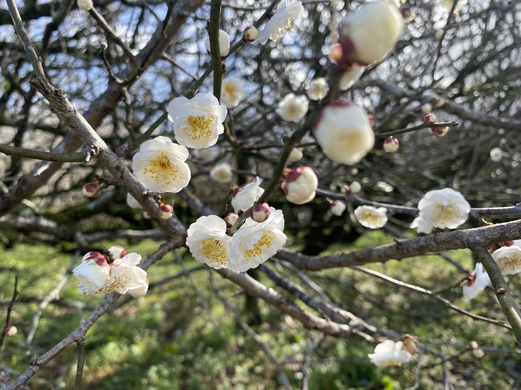 宮崎市イベント 宮崎市高岡町 月知梅うめまつり 画像4