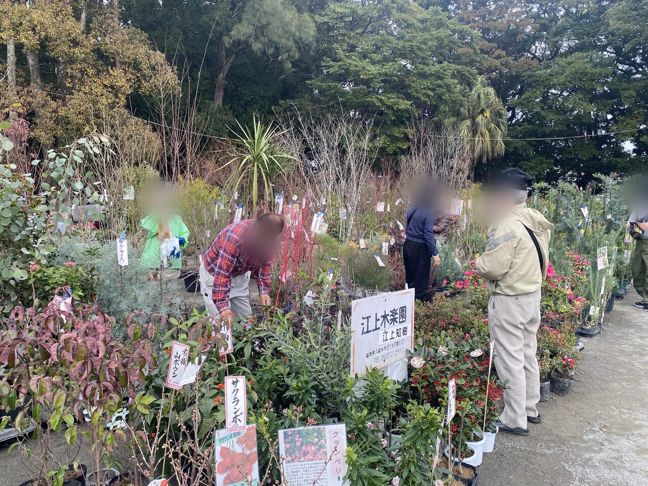 宮崎市イベント 宮崎神宮 東神苑 第70回 春のみやざき植木市 画像1