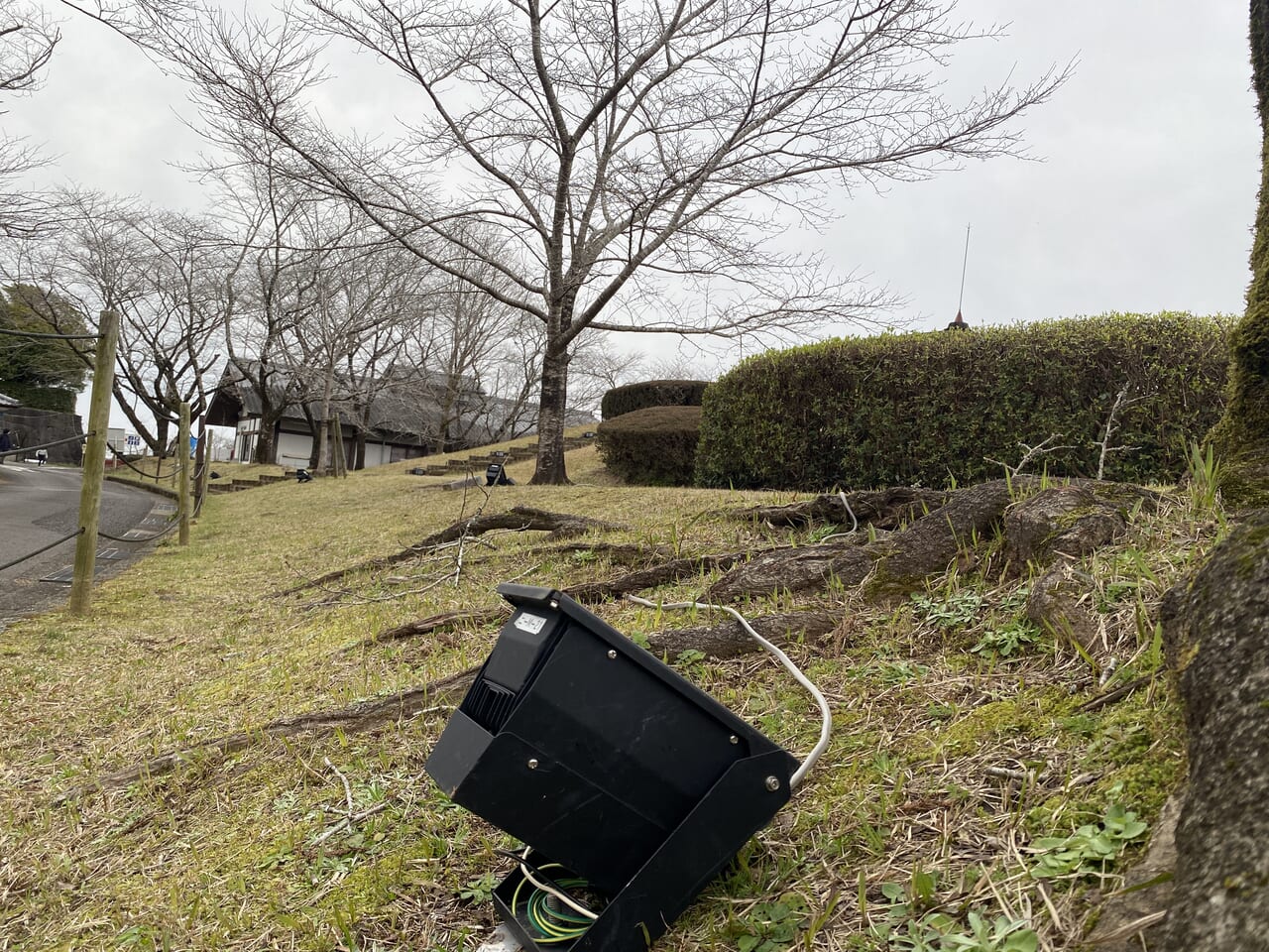 宮崎市イベント 高岡町 天ヶ城開門さくらまつり 画像5