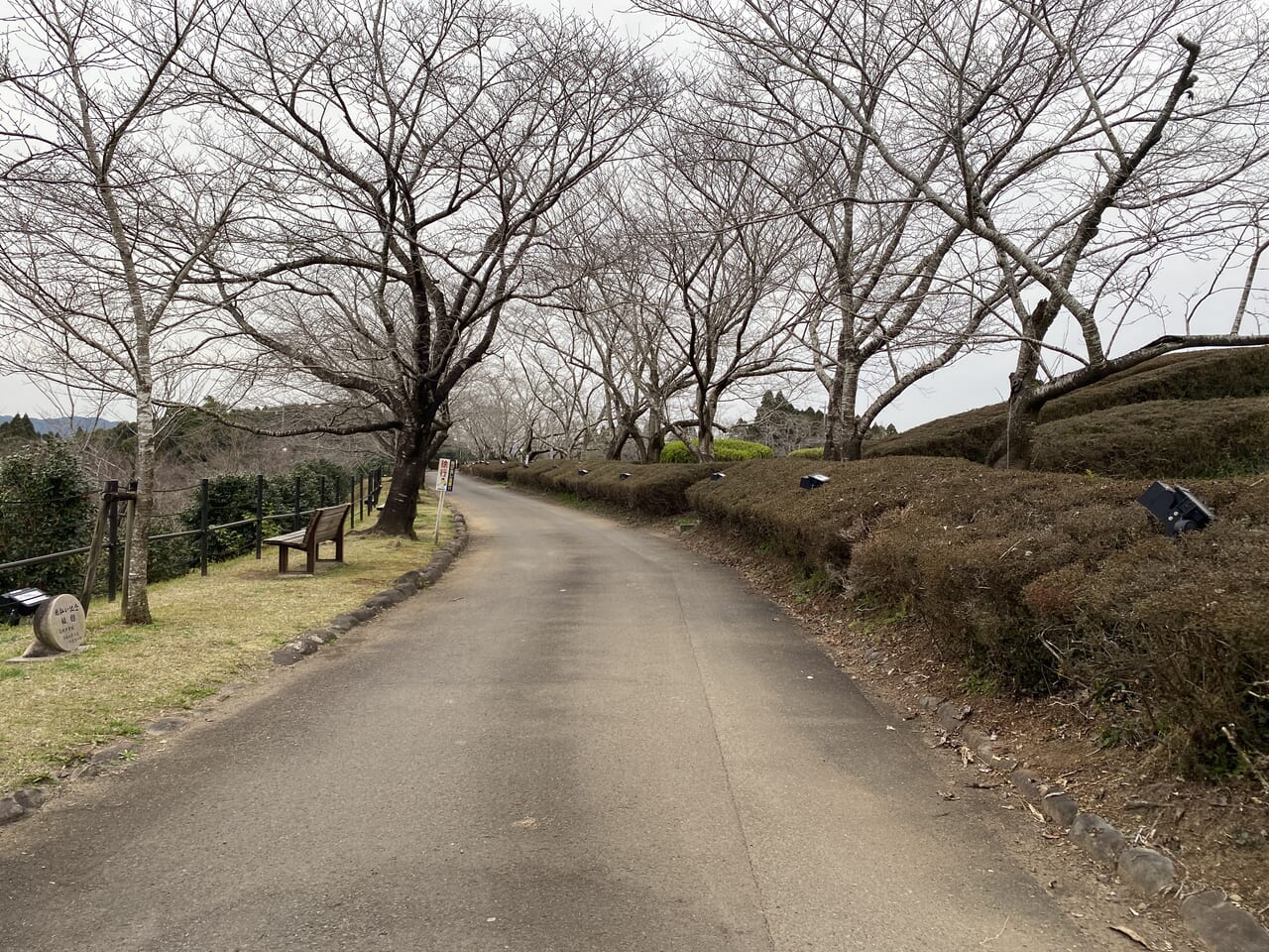 宮崎市イベント 高岡町 天ヶ城開門さくらまつり 画像1