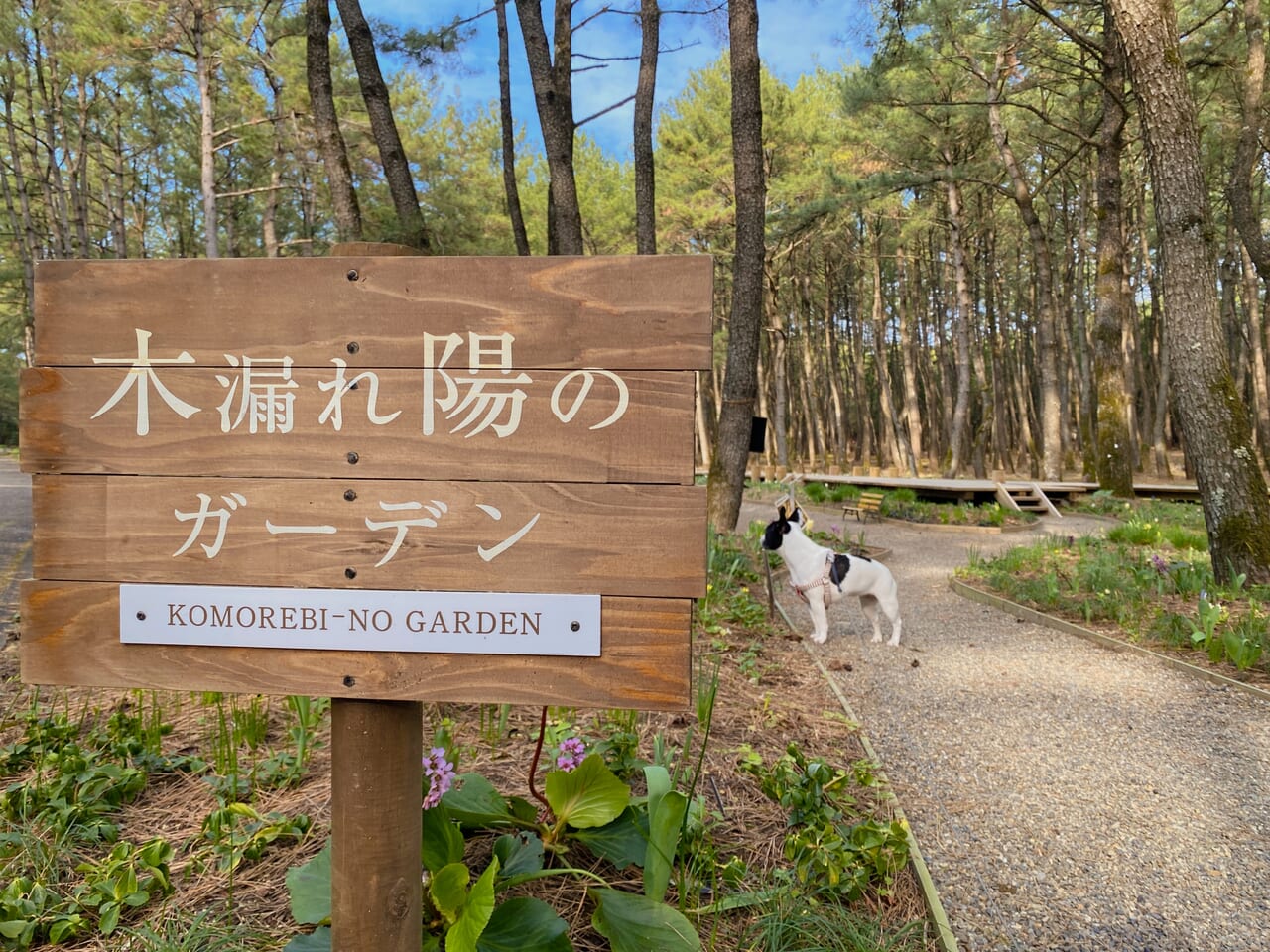 宮崎市イベント 英国式庭園 春のフラワーガーデンショー 画像11