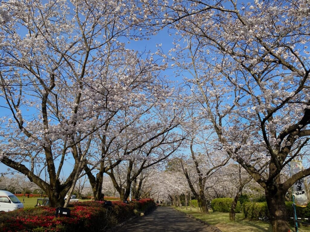 宮崎市イベント 宮崎市高岡町 天ヶ城公園さくらまつり ライトアップ 画像4