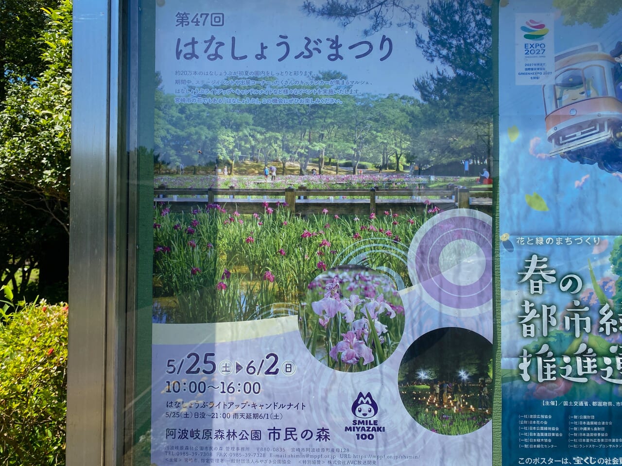 宮崎市イベント 阿波岐原森林公園 市民の森 第47回 はなしょうぶまつり 画像7