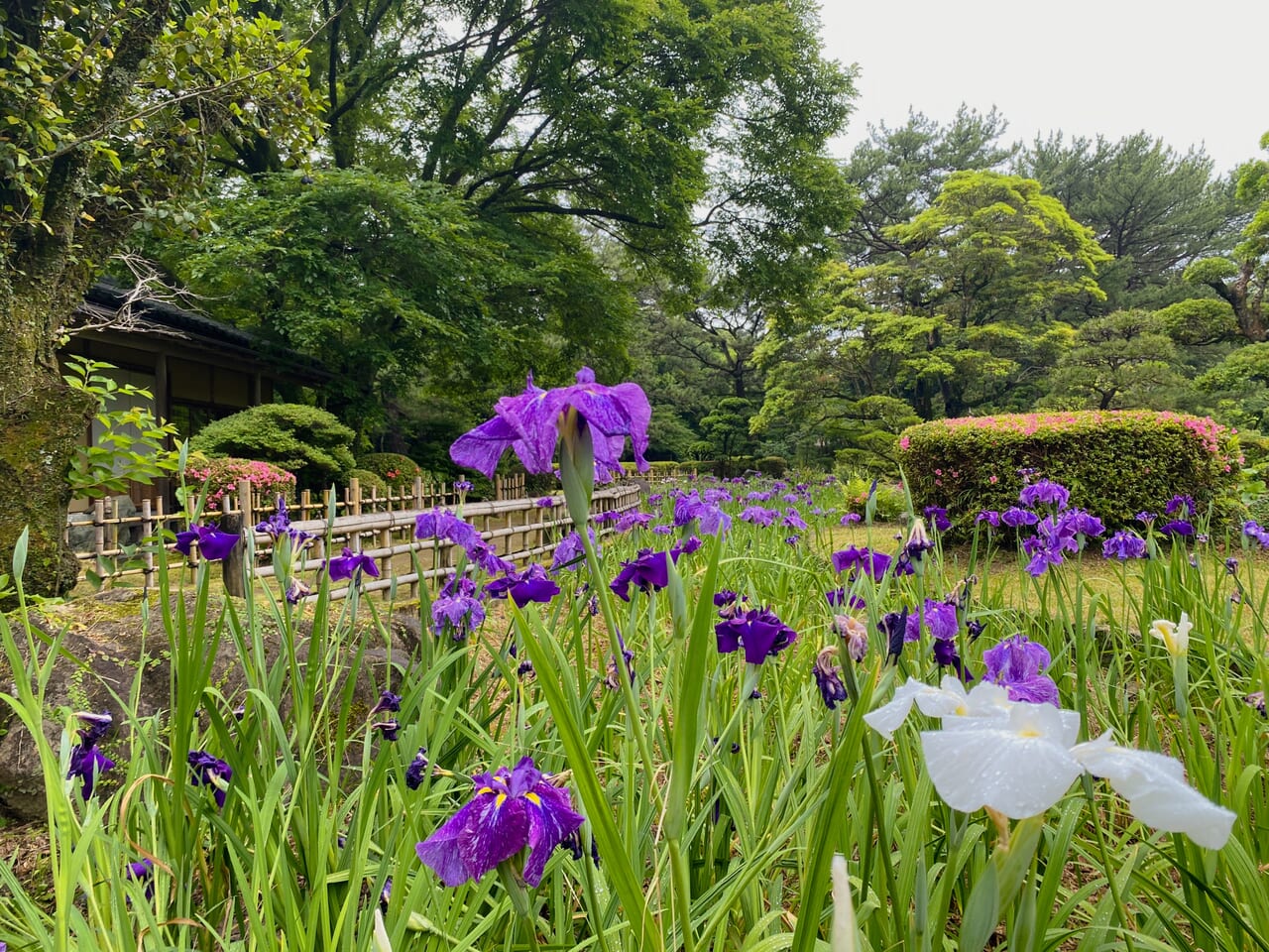 宮崎市イベント ひなた宮崎県総合運動公園 春のお茶会 画像3