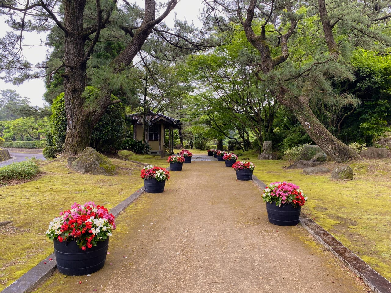 宮崎市イベント ひなた宮崎県総合運動公園 春のお茶会 画像9