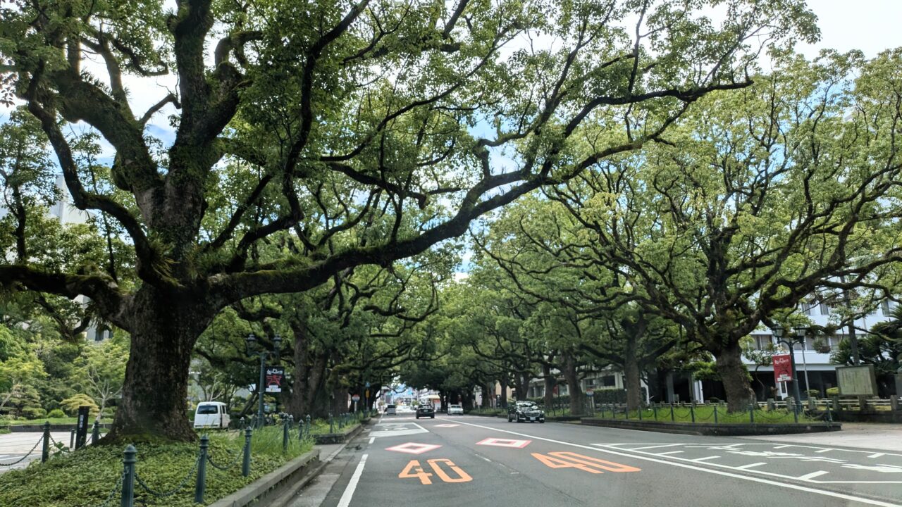 県庁前楠並木通り