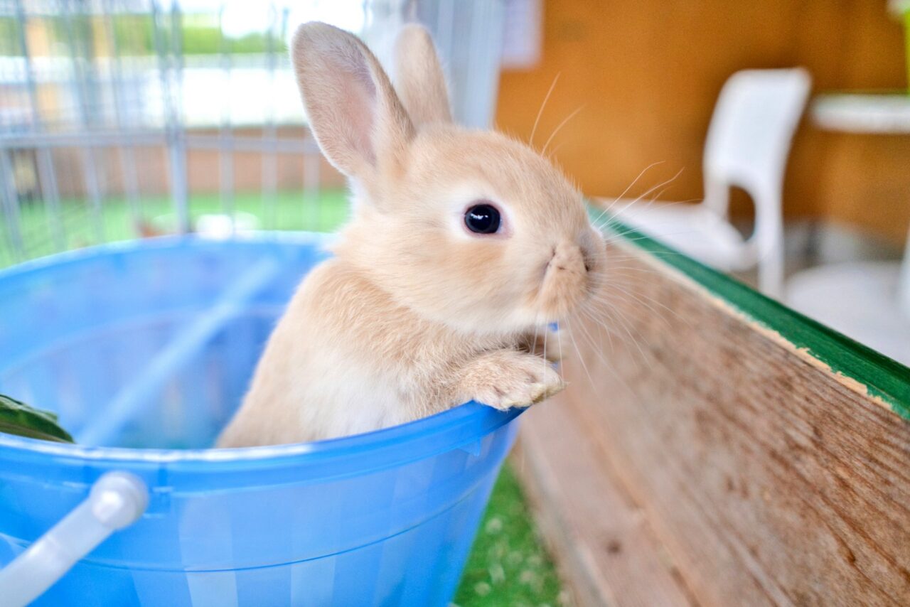うさぎ