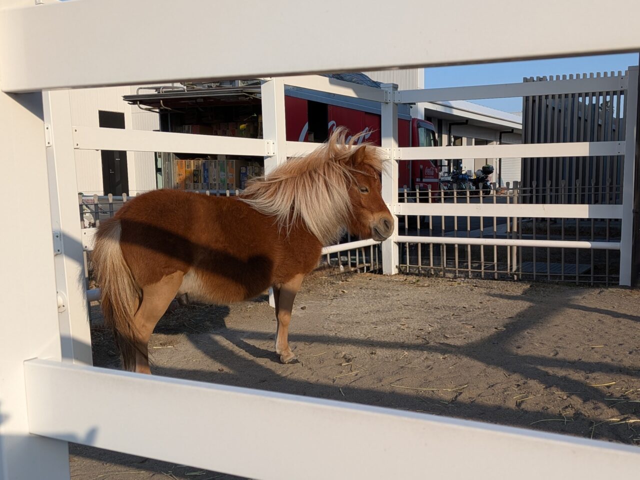 2026年JRA宮崎育成牧場ポニー展示おかか