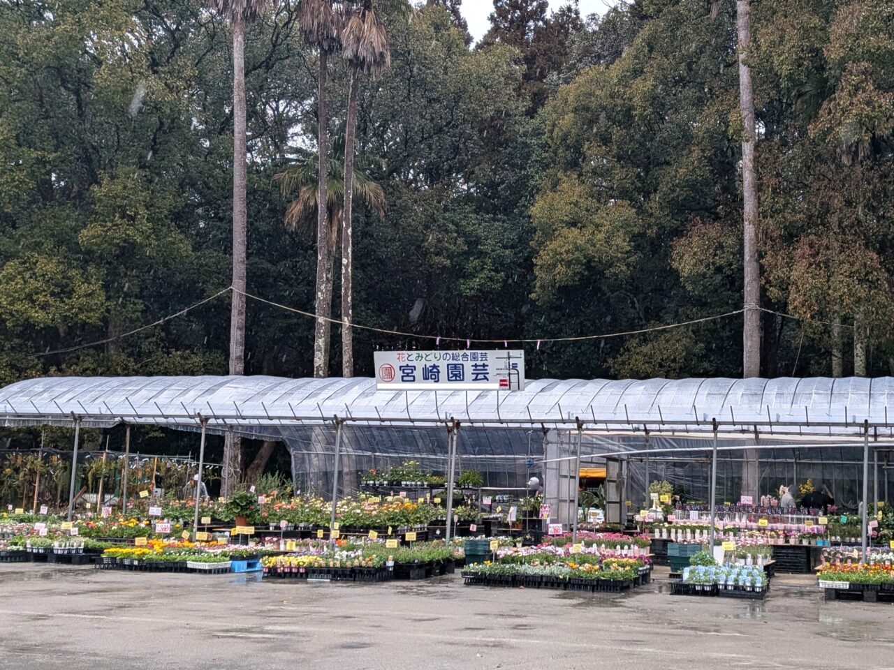 2026年春のみやざき植木市(有)宮崎園芸