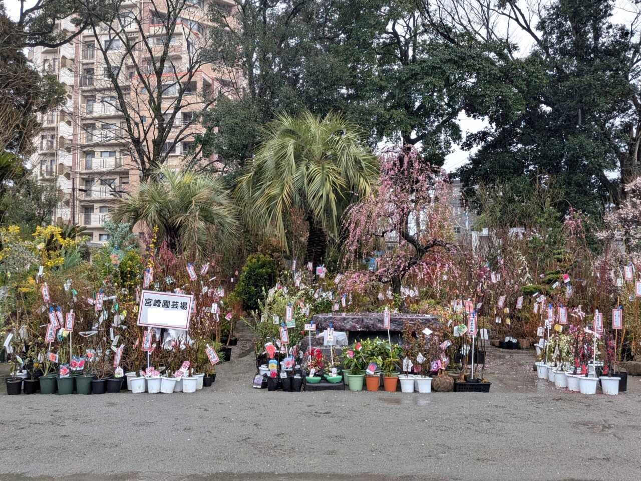 2026年春のみやざき植木市宮崎園芸場