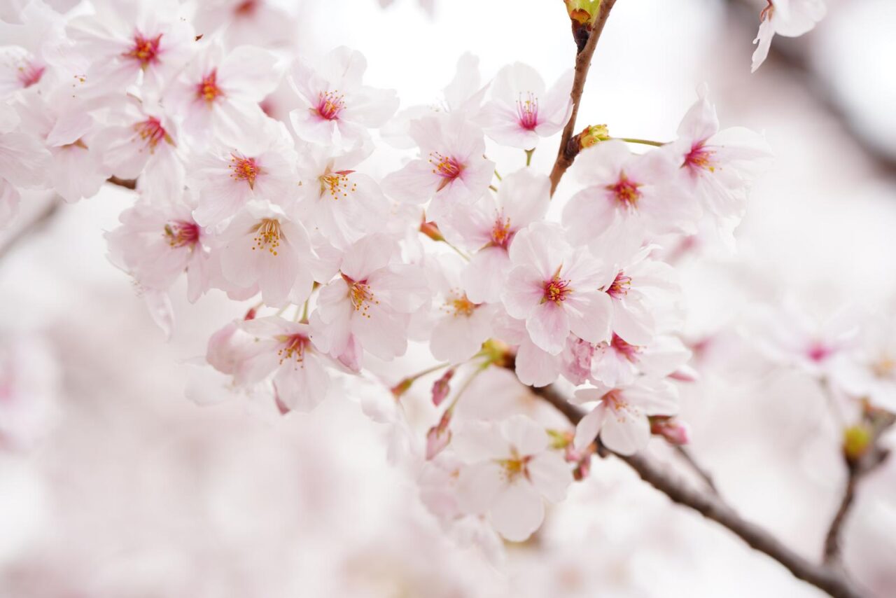 桜